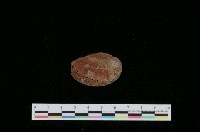 藏品(九孔螺)的圖片